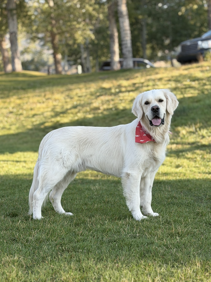 A ‘golden’ opportunity: Aspen event unleashes furry friends