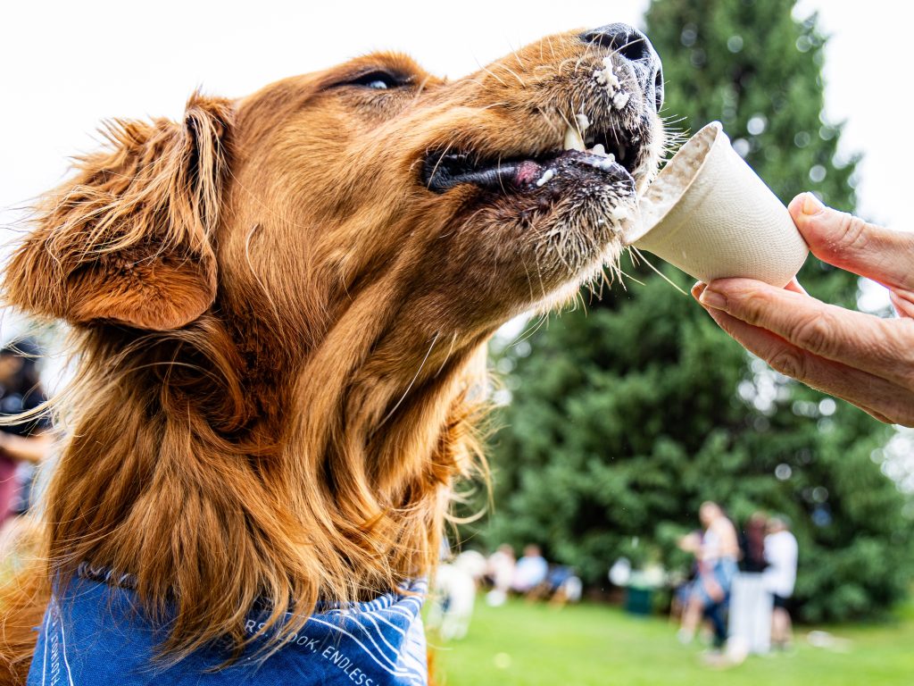 PHOTOS: Second annual Golden Hour Aspen unites golden retriever community