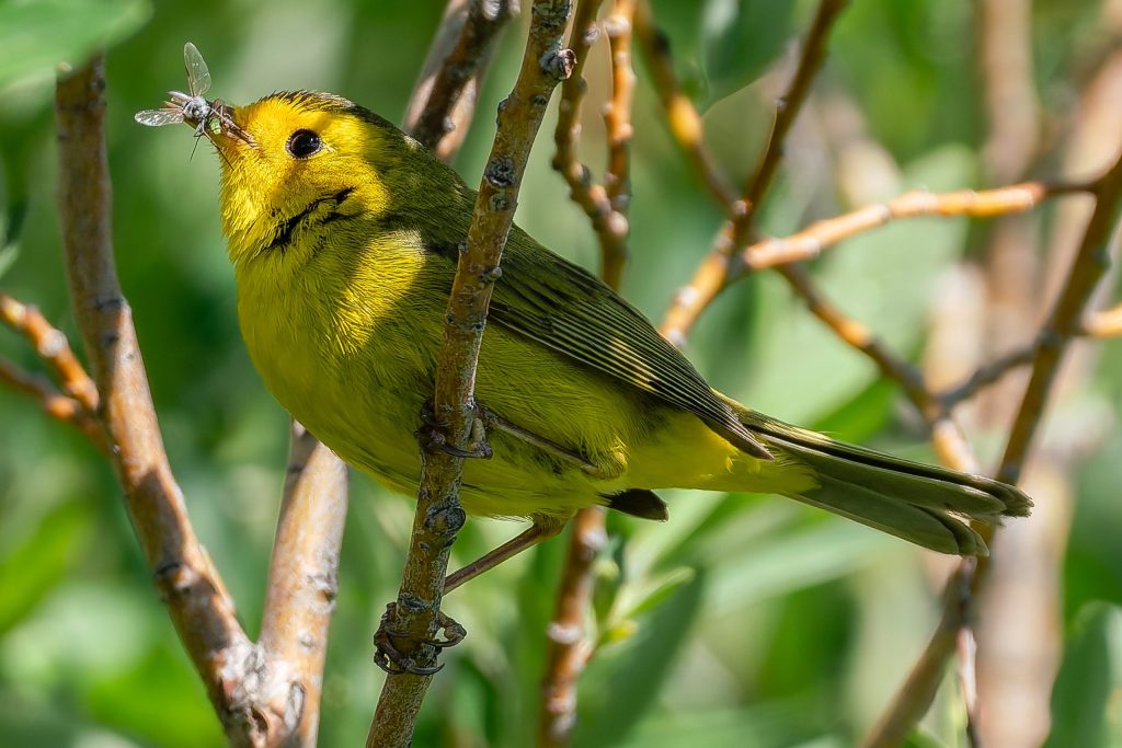 Coloradans are turning lights off to protect birds as more than 5 million fly over the state some nights amid fall migration