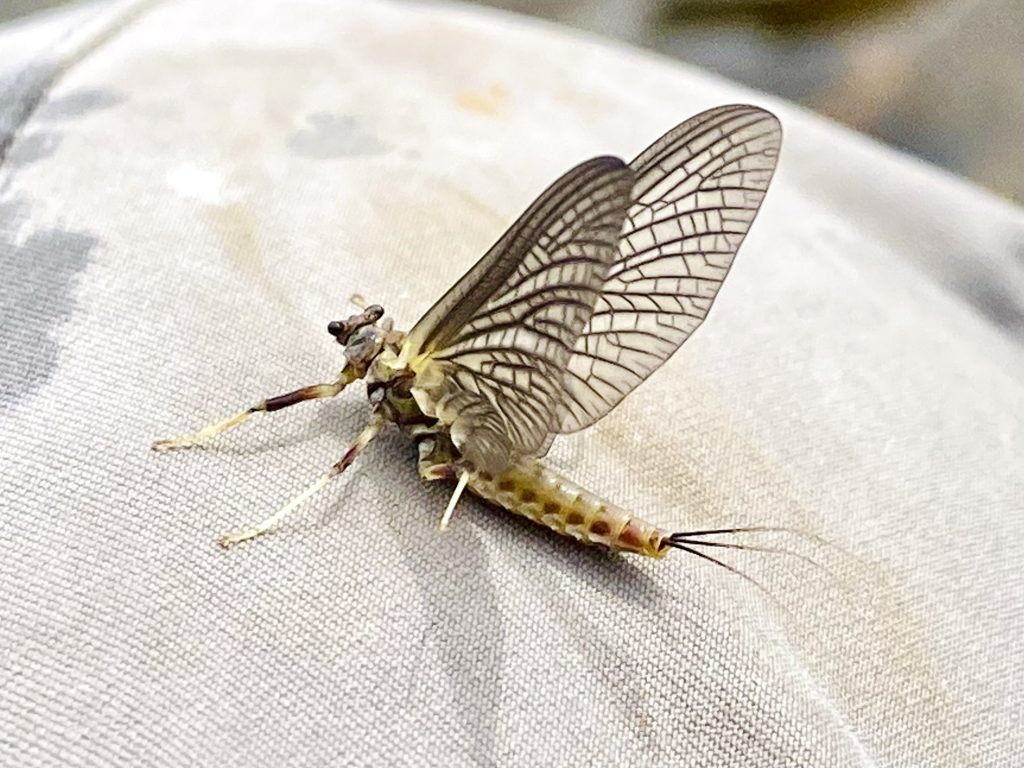 On the Fly: The only constant in life is change