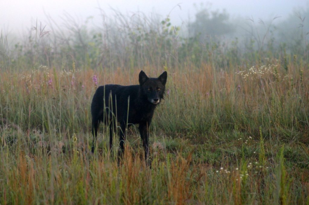 Colorado Parks and Wildlife kills second yearling from One Ear Pack as livestock attacks continue in Grand County