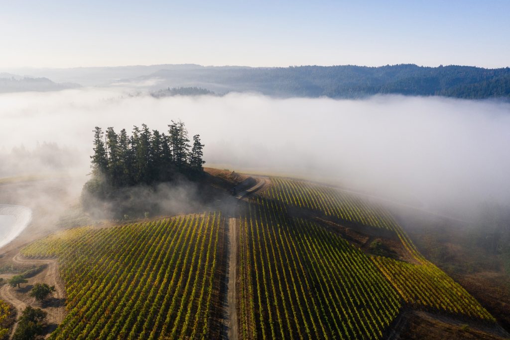 WineInk: Made in the vineyard