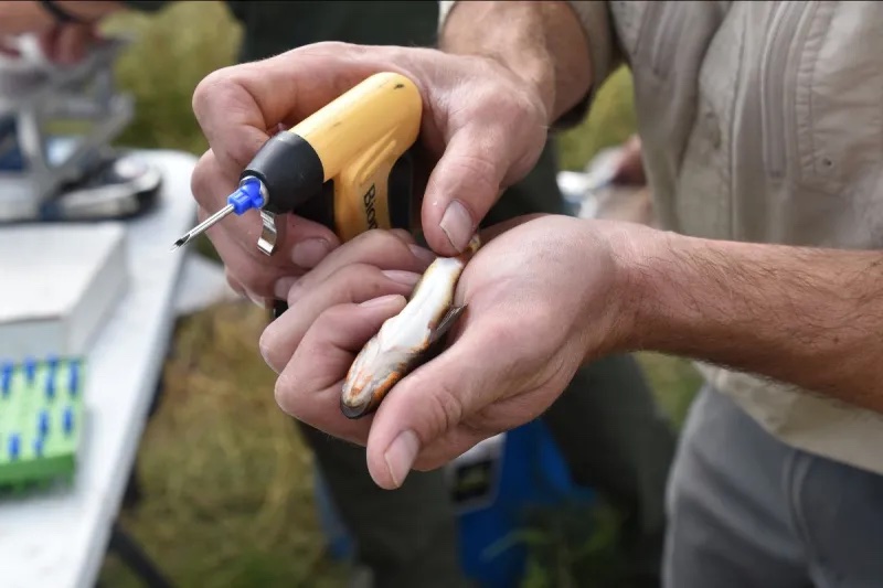 A group of Colorado Parks and Wildlife employees speak in support of hunting ballot measure, as concerns remain over how it could stifle wildlife management