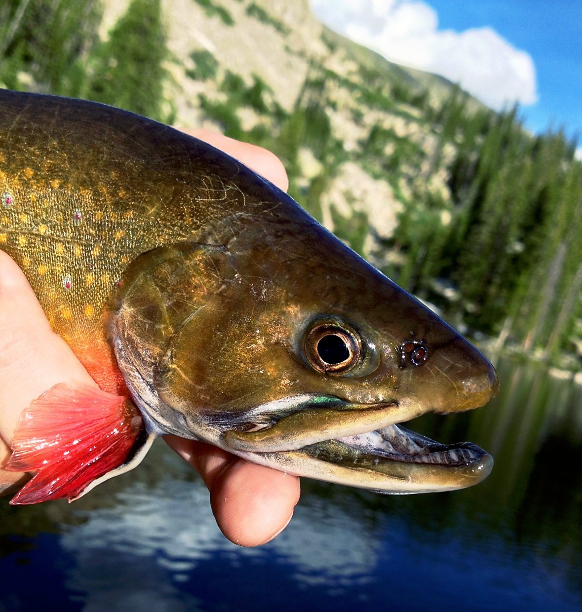 On The Fly: Colorado fish are biting | PostIndependent.com