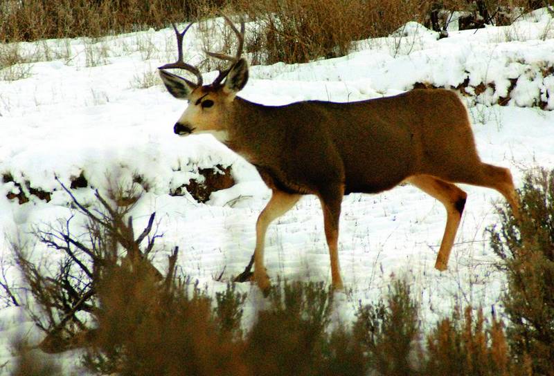 Garfield County mule deer population doing OK