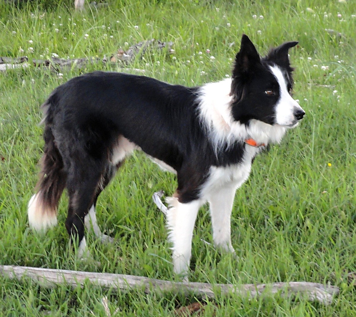 A full circle journey at the Meeker Classic for a Border Collie named