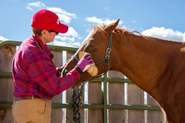 Volunteer Maureen Kerr grooming Freddy before his session with a client at WindWalkers Therapy Center.