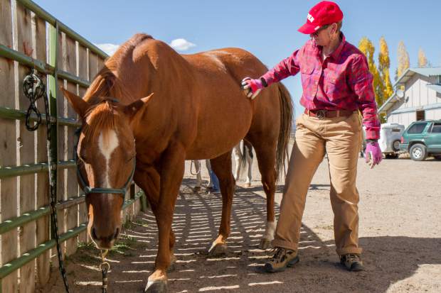 Volunteer Maureen Kerr grooming Freddy before his session with a client at WindWalkers Therapy Center.