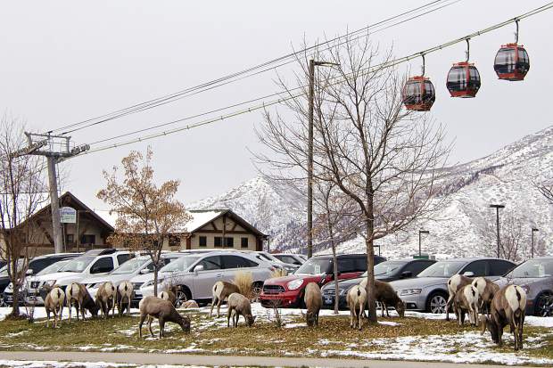 On Thursday, the bighorns were hanging out at Sixth Street and Devereux Road.