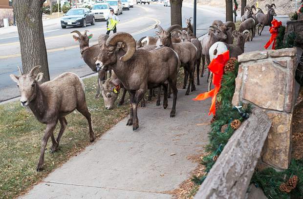 The bighorn sheep of Glenwood Canyon have made an early holiday visit to Glenwood Springs the past two days, shown here in front of the Best Western Antlers on West Sixth Street as a city code enforcement officer coaxes them along.