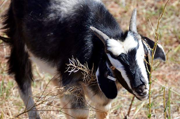 Roaring Fork Transportation Authority has contacted some weed management work to the Colorado-based Green Goat LLC, which uses herds of goats to consume vegetation instead of subjecting the land and resources to herbicides and other harmful chemicals.