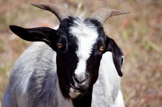 This goat will eat about 25 percent of his body weight each day, according to Green Goat LLC. While grazing on weeds by the Rio Grande Trail, the goats will also till the soil and fertilize it with their manure.