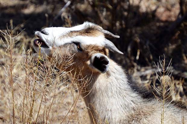 The goats contracted by Roaring Fork Transportation Authority as a natural and chemical-free weed management alternative will go after the thorny, rough plants that cattle would normally eschew.