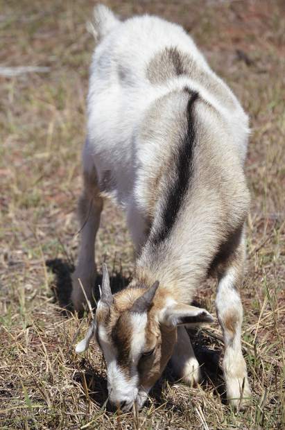 While getting rid of unwanted weeds, these goats will also fertilize the soil with their manure, with no chance that the weeds' seeds will germinate after being digested.