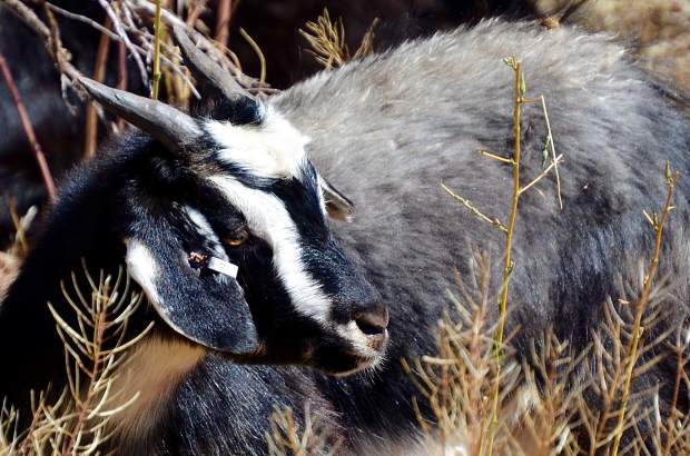 A team of 220 goats has been deployed along the Rio Grande Trail south of Glenwood to chomp down some unwanted weeds. Next the herd will be moved east of Carbondale.