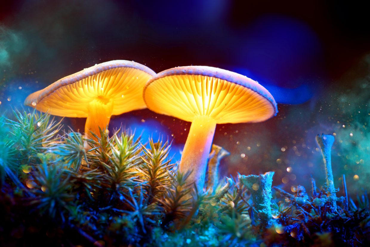 Magic mushroom legalization closer to being on Denver s ballot