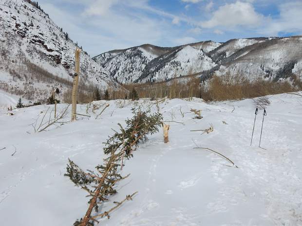 This March 10 photo, looking toward the north, shows the general vicinity of the Conundrum Trailhead and parking area. It's buried under several feet of compacted snow. The slide wiped out the trees that surrounded the lot.
