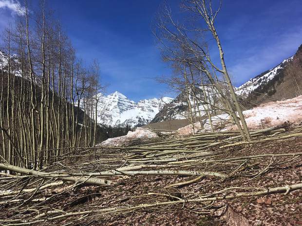 Aspen trees are strewn like toothpicks on the Maroon Creek Road corridor in this image from mid-April.