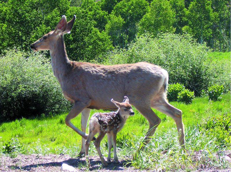 deer and fawn