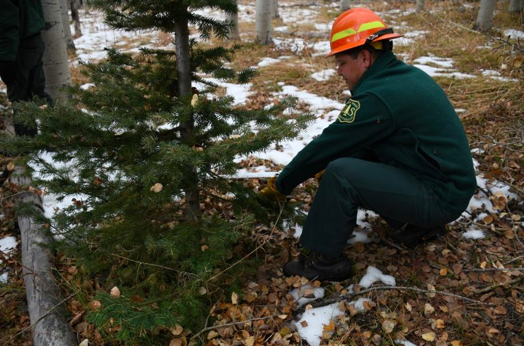 Christmas tree permits now available through U.S. Forest Service