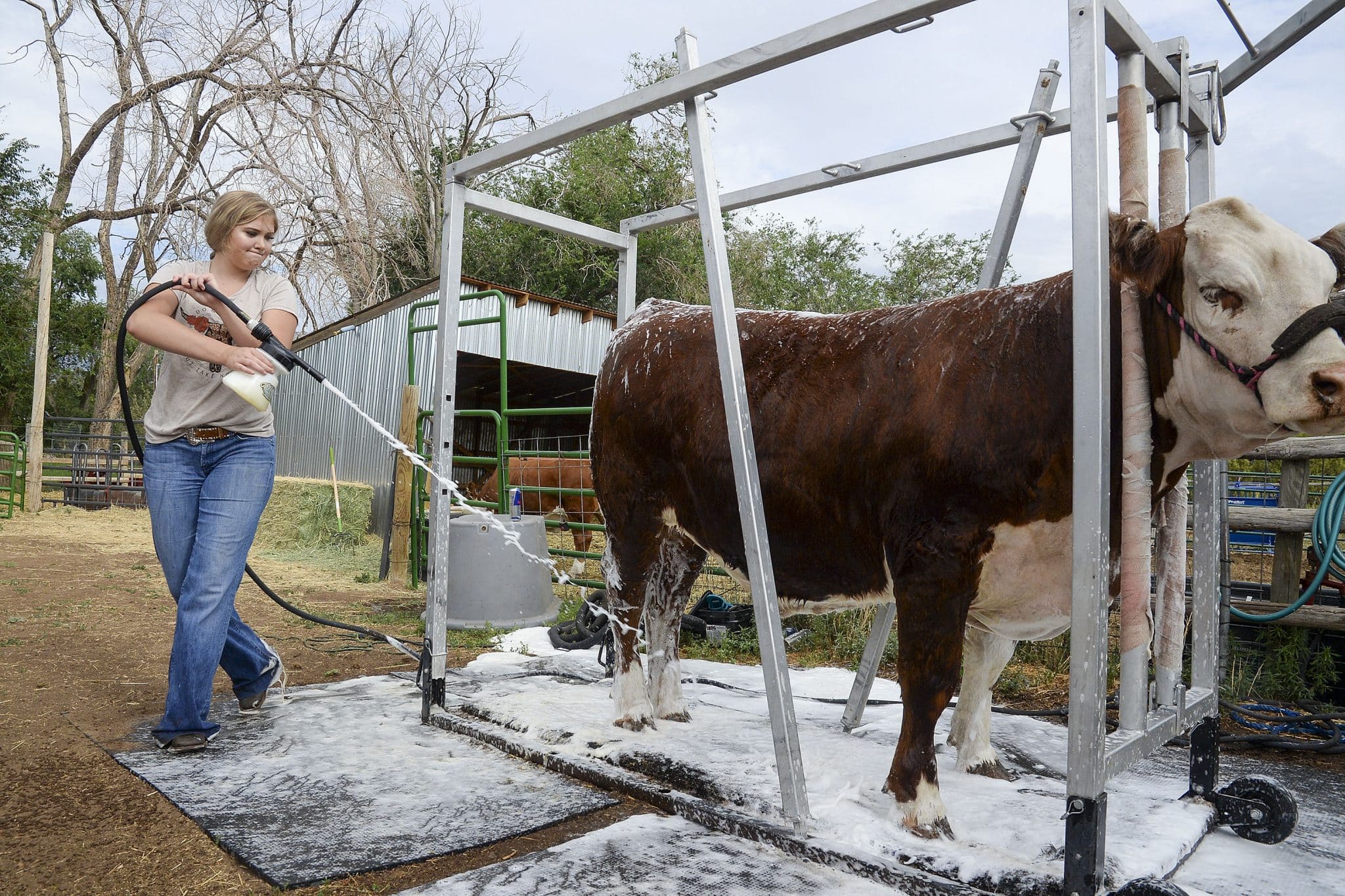 Garfield County Fair contestants adapt to virtual fair ...