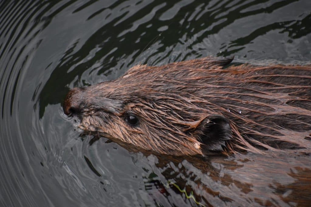 Beaver dams wreak havoc in Carbondale Nature Park - Vimarsana News