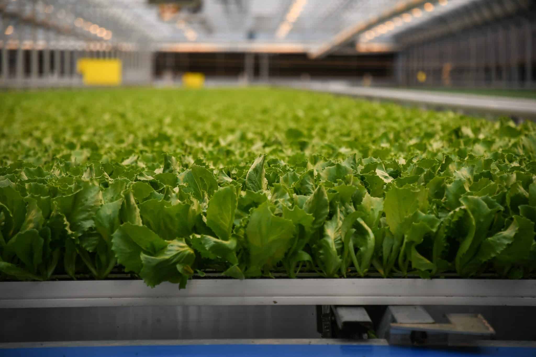 Hydroponic lettuce facility Spring Born closes in western Garfield ...