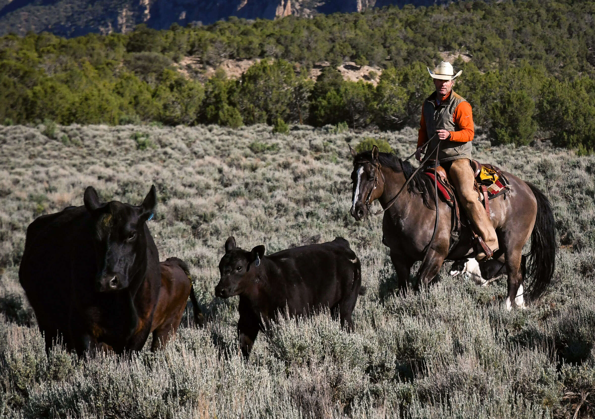 PHOTOS: The ballad of a cattle drive | PostIndependent.com
