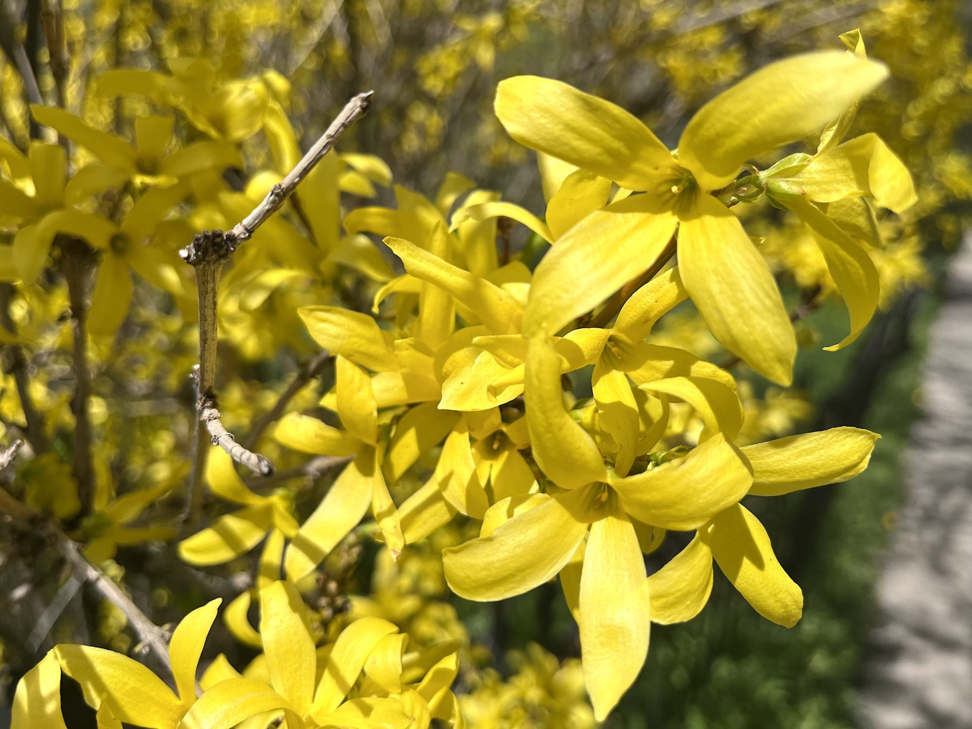 PHOTOS Never underestimate Garfield County’s flower power