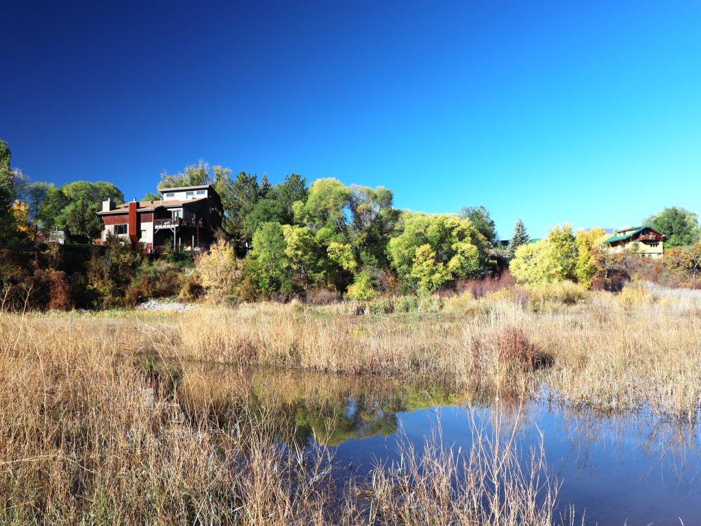 Beaver dams bring flooding in Carbondale Nature Park - Vimarsana News