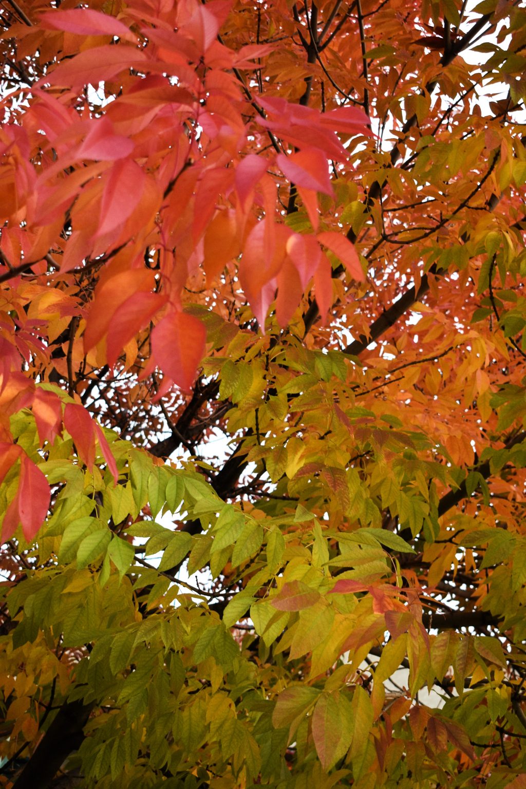 Leaf dropoff site opens Friday in Glenwood Springs