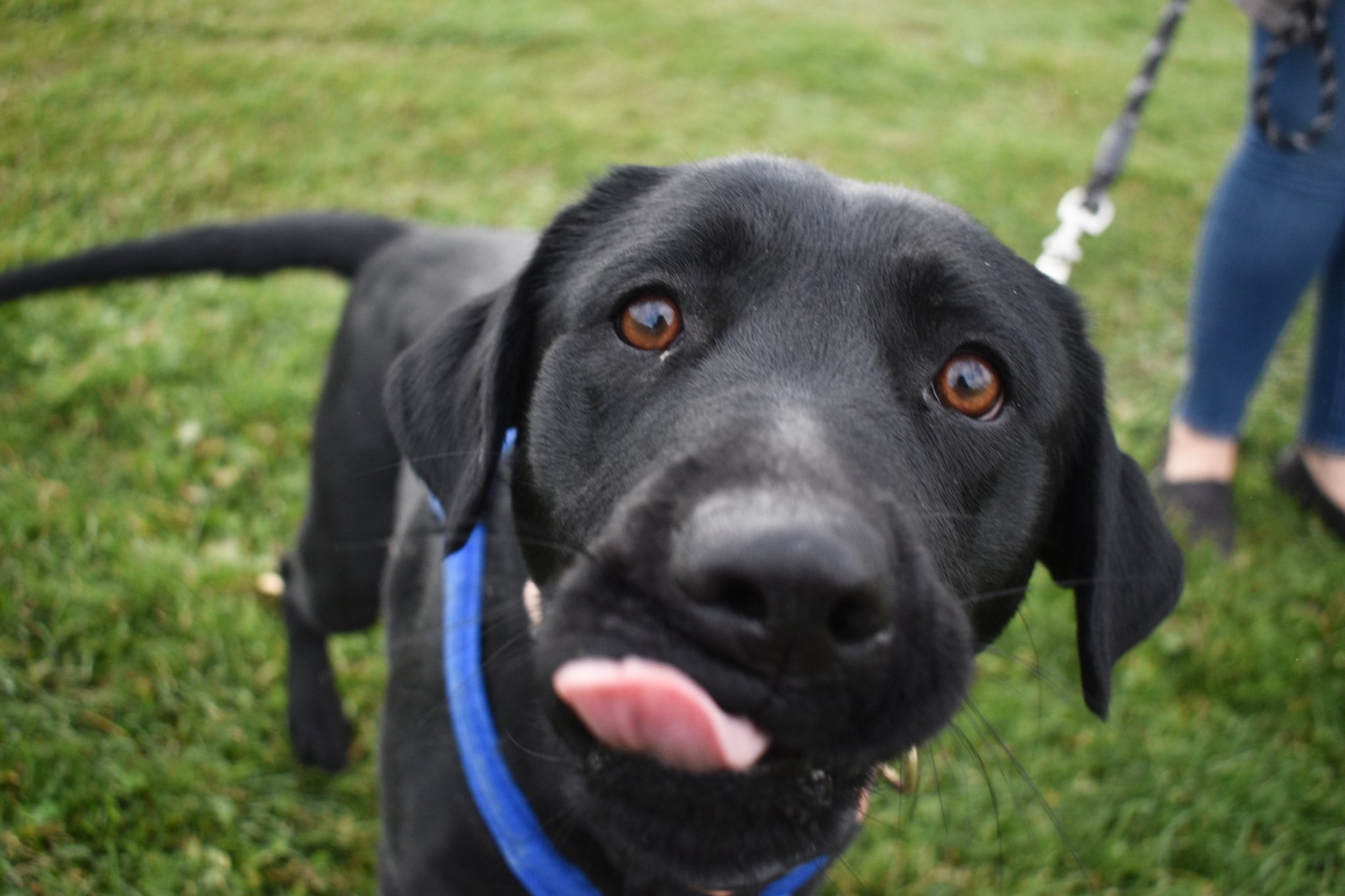 Rifle to begin construction on its first dog park