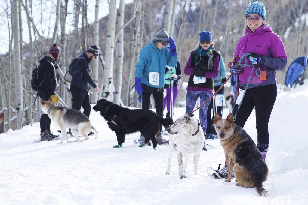 Sunlight Mountain shuffles for shelter pets - Vimarsana News