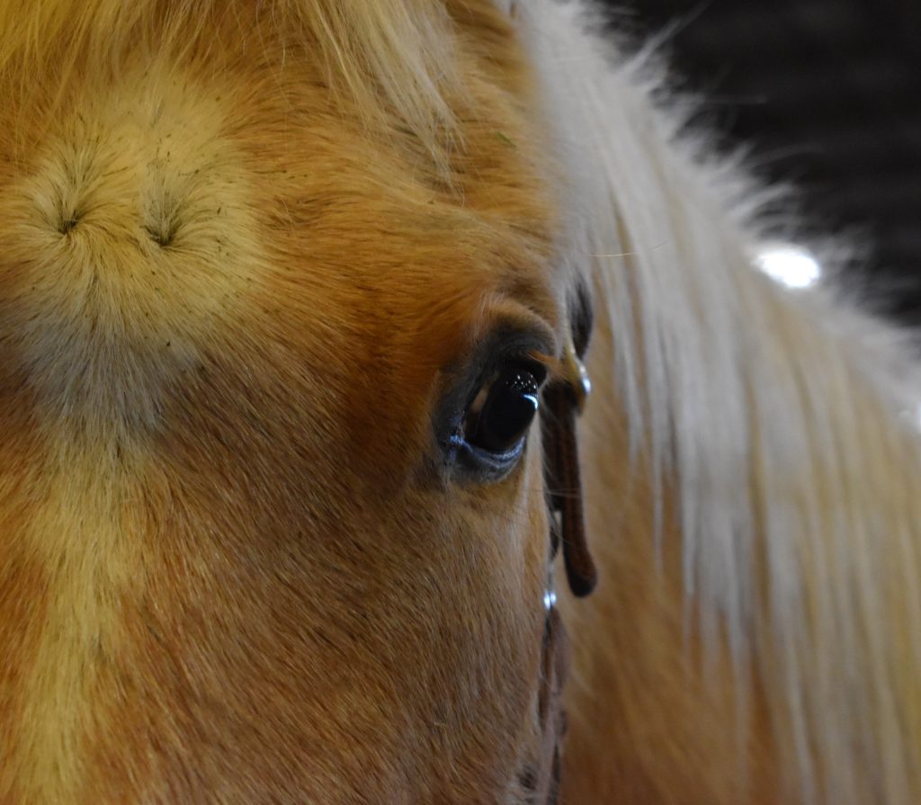 Amongst whinnying and squeaky gates, hold your horses (and mules if you got 'em) - Vimarsana News