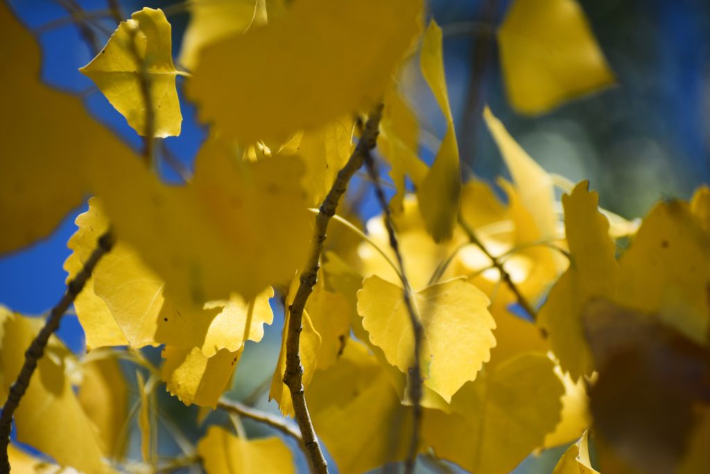 Beginning of fall colors in the mountains
