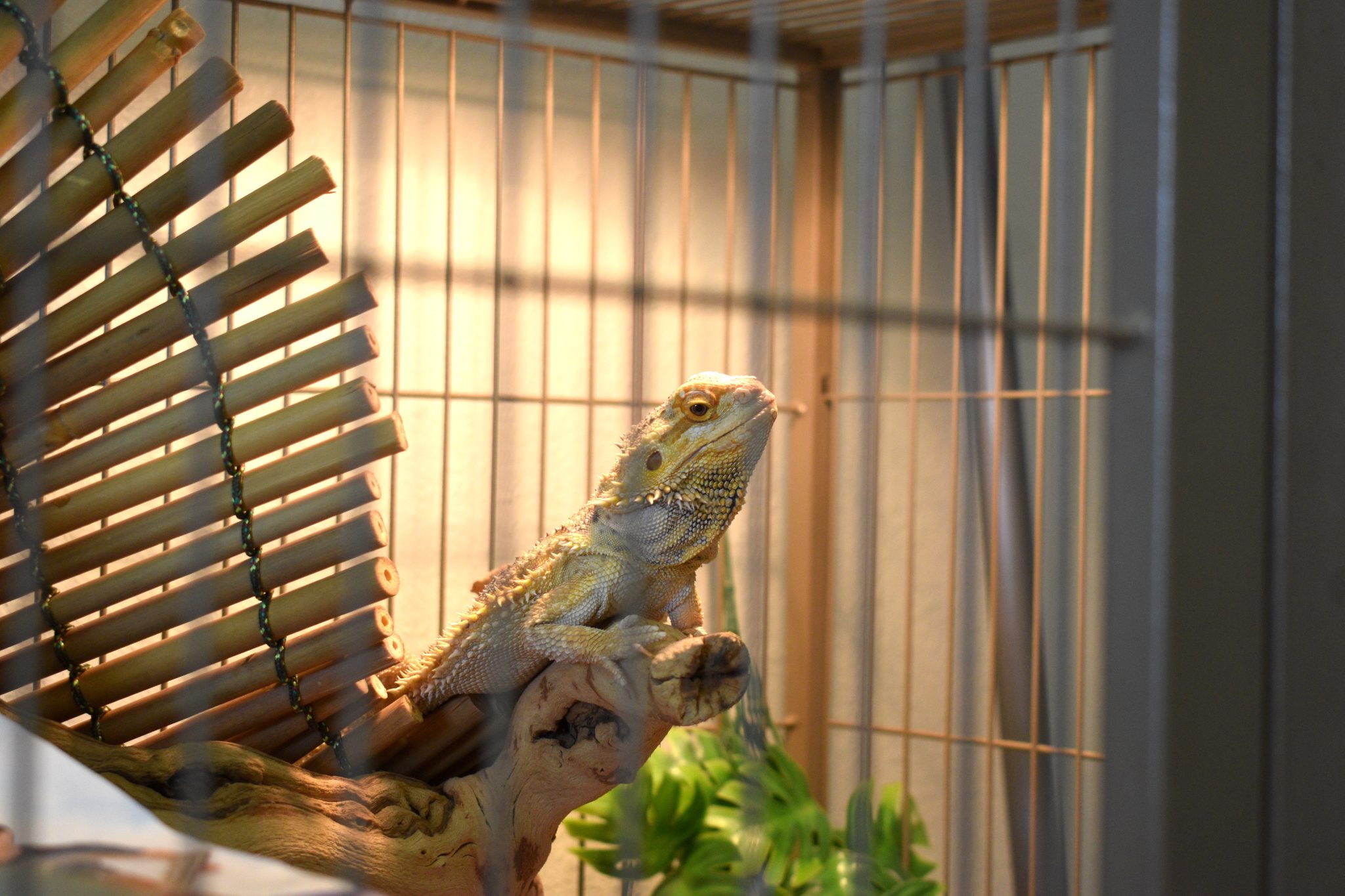 CMC Spring Valley vet tech open house highlights animals, students and