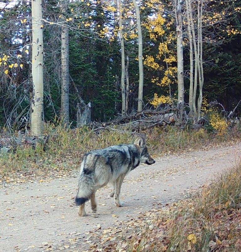 Colorado Parks and Wildlife acknowledges - Gray Wolf CPW Sept 30 1 768x806 