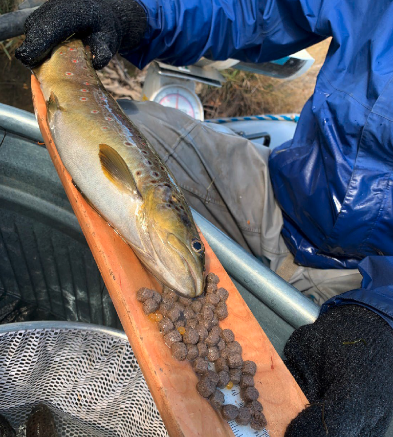 Survey of Colorado Gold Medal fishing location cites fish feeding as possible reason for river health decline