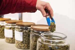 2025 marijuana sales generated over $236M in tax, fee revenue