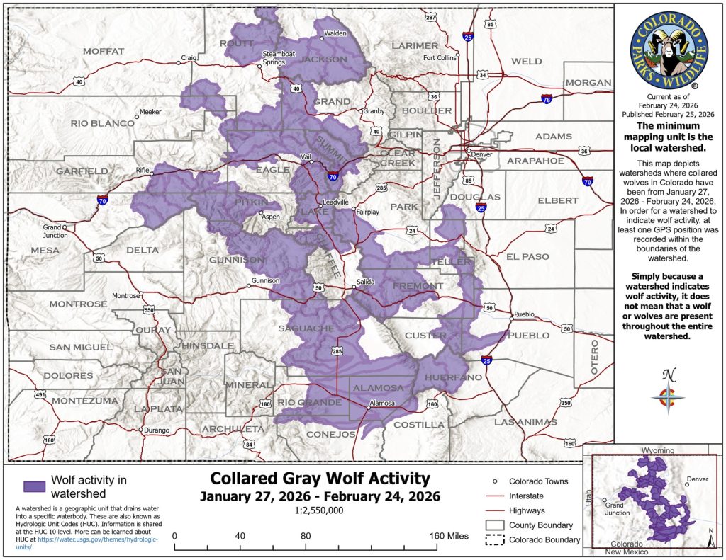 Colorado’s wolves press into southeast counties in February 