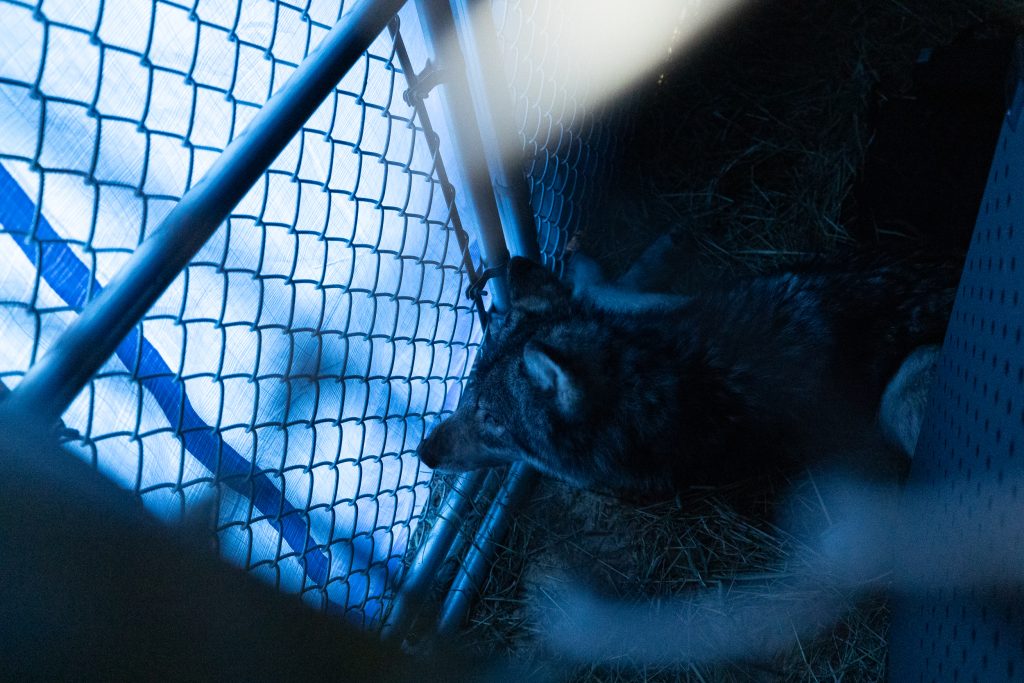 Details revealed about the wolf that died in Colorado Parks and Wildlife custody 