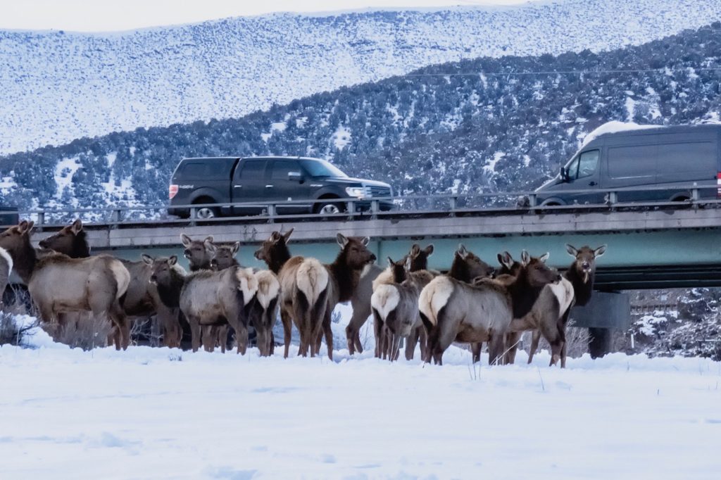 Western Slope lawmakers want to create an optional car registration fee to fund wildlife crossings