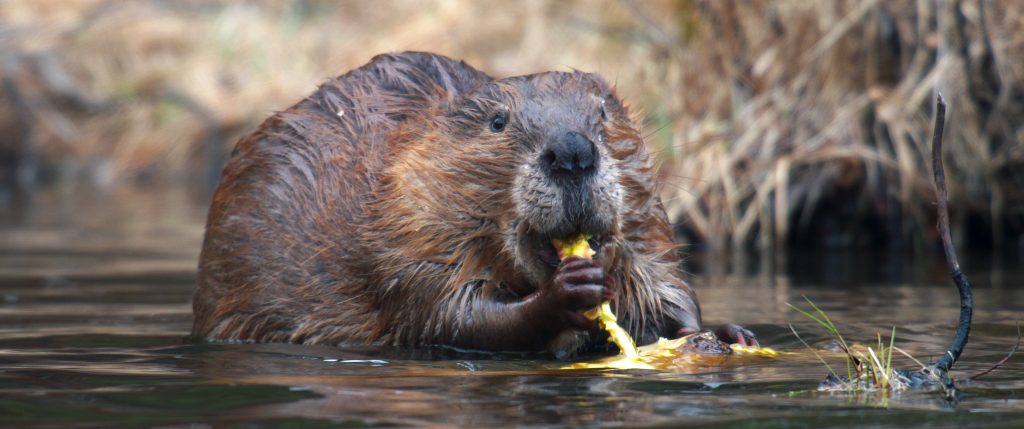Middle Colorado Watershed Council brings screening of ‘The American Southwest’ to Glenwood Springs