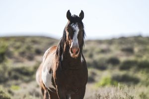 BLM Colorado to auction wild horses for adoption in Grand Junction