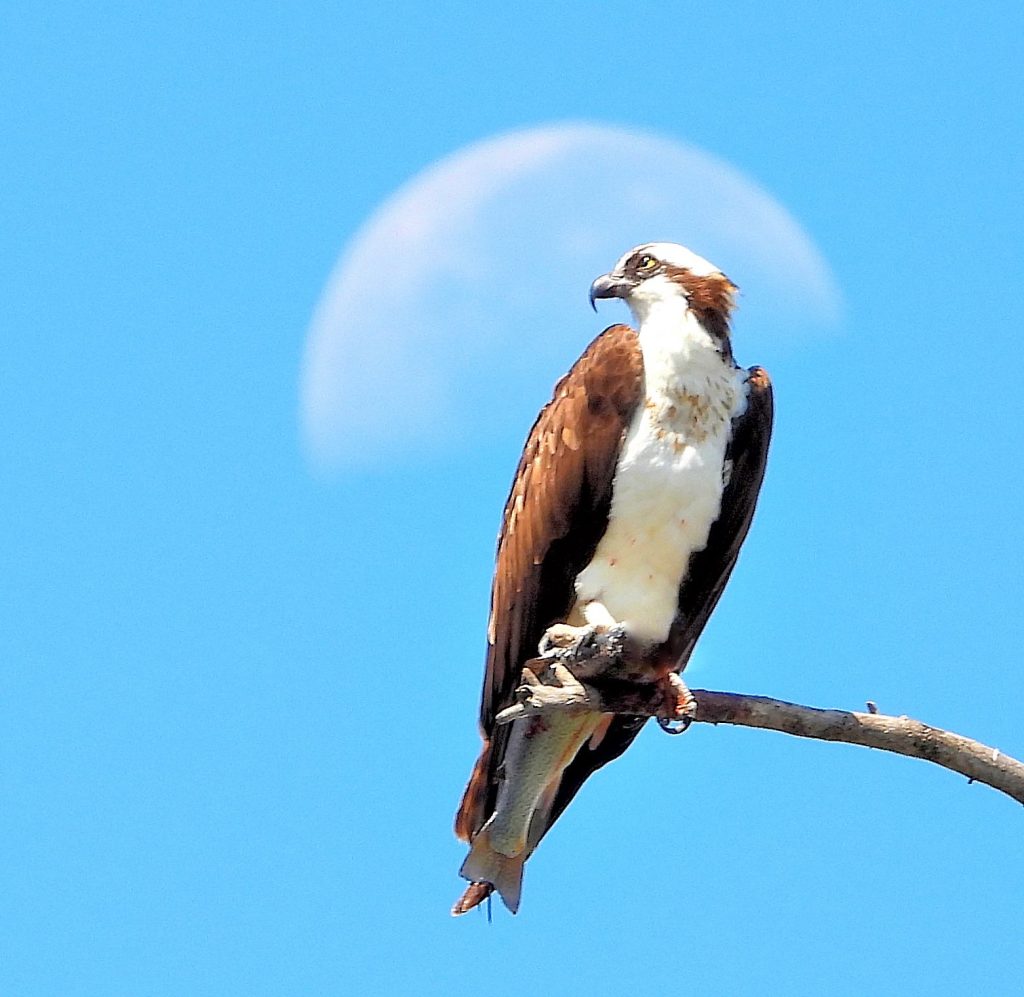 Ospreys return to Western Colorado for the season
