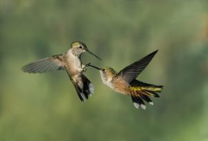 Millions of birds are starting their nightly migration through Colorado: Here’s how to protect them