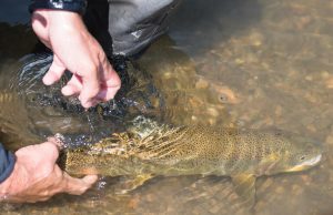 Colorado anglers fear drought will make it ‘hard to keep fish alive’ this summer