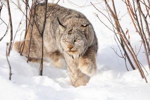 Aspen provides habitat for lynx as state monitors ‘its existence in the shadows’