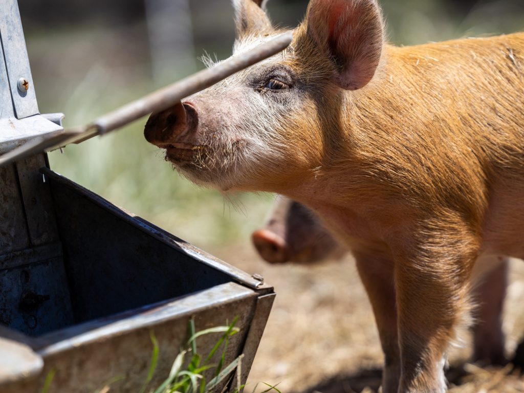 Piglets return to ACES at Rock Bottom Ranch after almost a decade ...