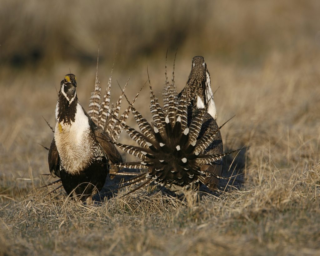 Trump administration kills Endangered Species Act rule, in move wildlife advocates say will bring more species to ‘brink of extinction'
